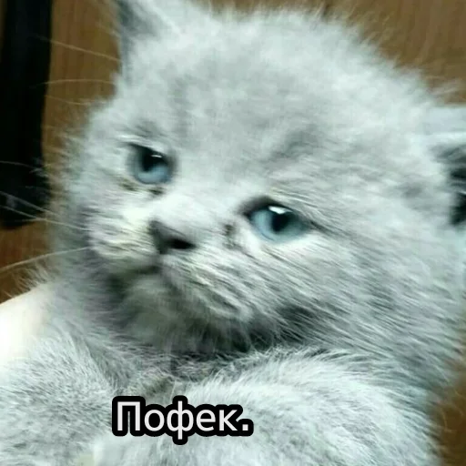 😺 Стикер «closticks13!» для Telegram