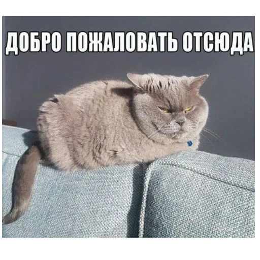 😺 Стикер «closticks13!» для Telegram
