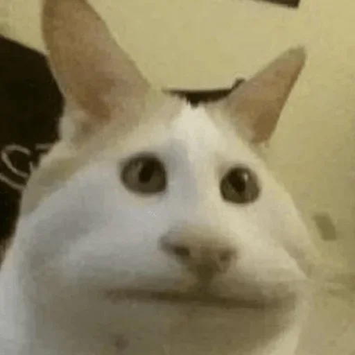 😺 Стикер «closticks13!» для Telegram