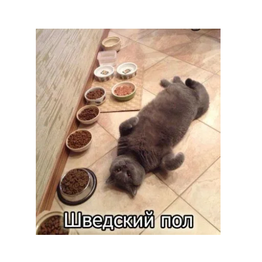 😺 Стикер «closticks13!» для Telegram