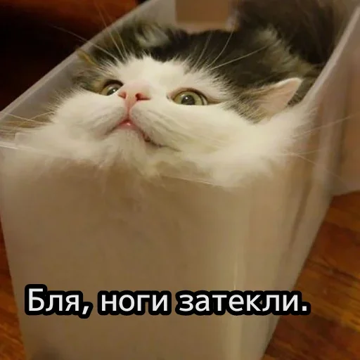 😺 Стикер «closticks13!» для Telegram
