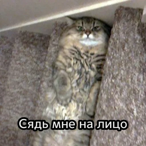 😺 Стикер «closticks13!» для Telegram