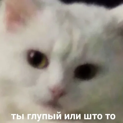 😺 Стикер «closticks13!» для Telegram