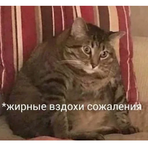 😺 Стикер «closticks13!» для Telegram