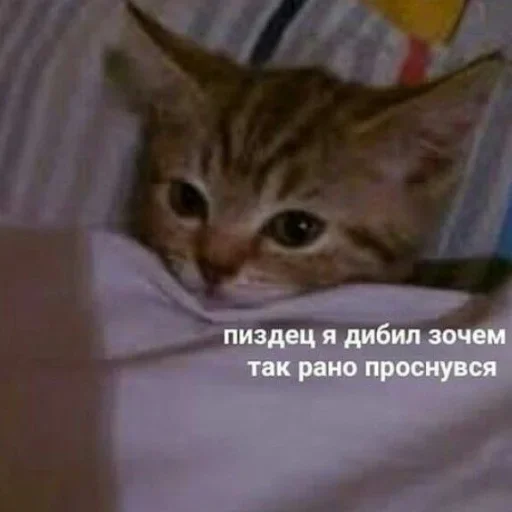 😺 Стикер «closticks13!» для Telegram