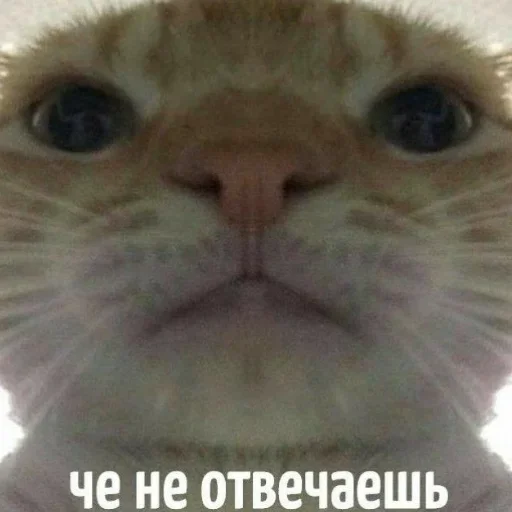 😺 Стикер «closticks13!» для Telegram