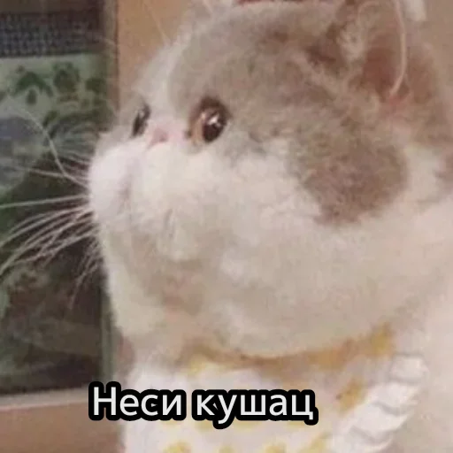 😺 Стикер «closticks13!» для Telegram