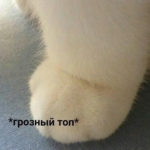 😺 Стикер «closticks13!» для Telegram