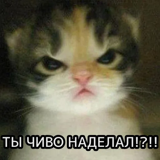 😺 Стикер «closticks13!» для Telegram