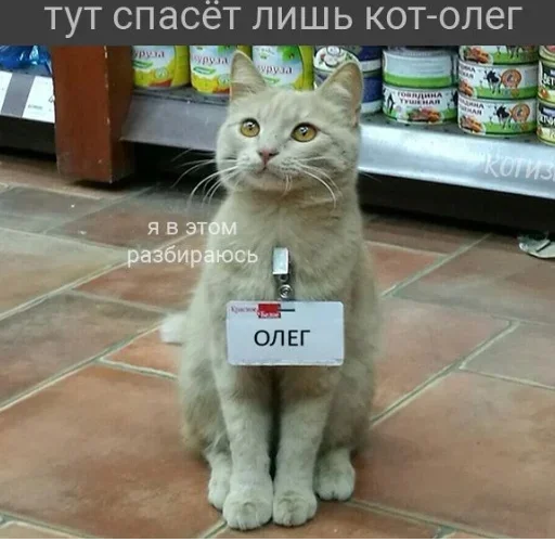 😺 Стикер «closticks13!» для Telegram