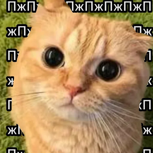 😺 Стикер «closticks13!» для Telegram
