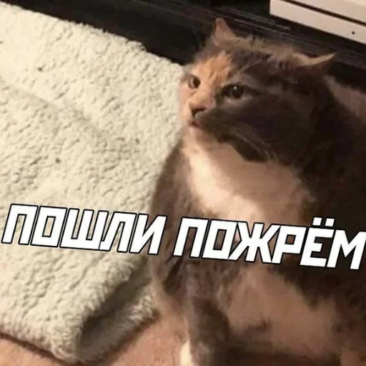 😺 Стикер «closticks13!» для Telegram