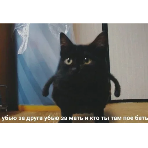 😺 Стикер «closticks13!» для Telegram