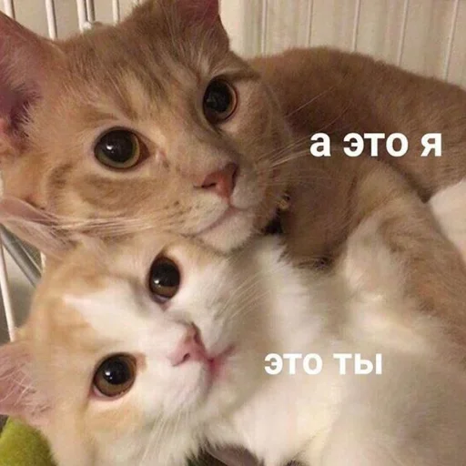 😺 Стикер «closticks13!» для Telegram