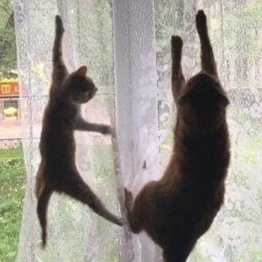 😺 Стикер «closticks13!» для Telegram