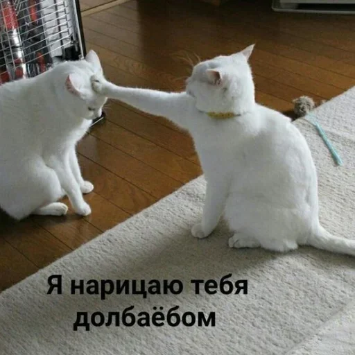 😺 Стикер «closticks13!» для Telegram