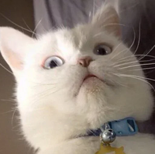 😺 Стикер «closticks14!» для Telegram