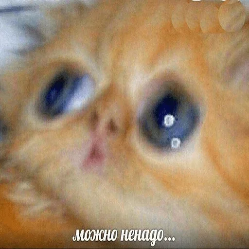 😺 Стикер «closticks14!» для Telegram
