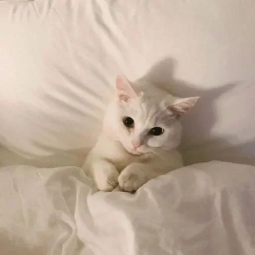 😺 Стикер «closticks14!» для Telegram