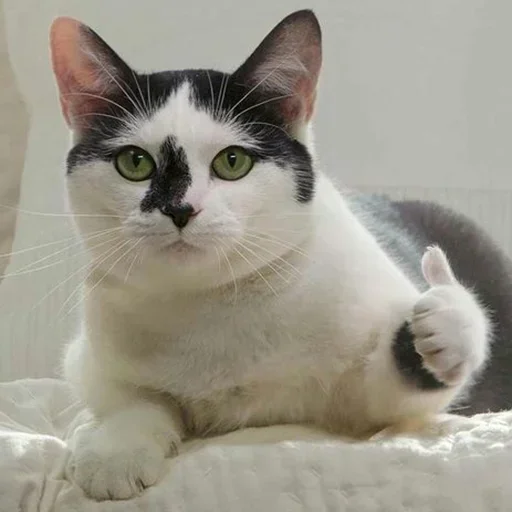 😺 Стикер «closticks14!» для Telegram