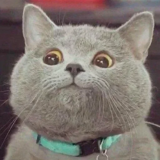😺 Стикер «closticks14!» для Telegram