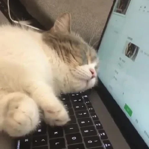 😺 Стикер «closticks14!» для Telegram