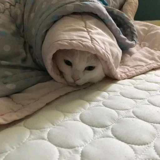 😺 Стикер «closticks14!» для Telegram