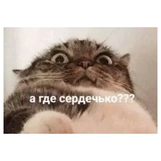 😺 Стикер «closticks14!» для Telegram
