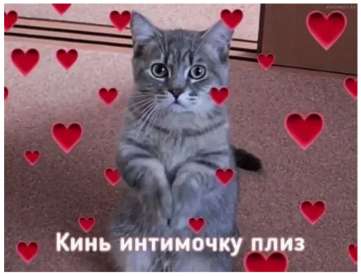 😺 Стикер «closticks14!» для Telegram