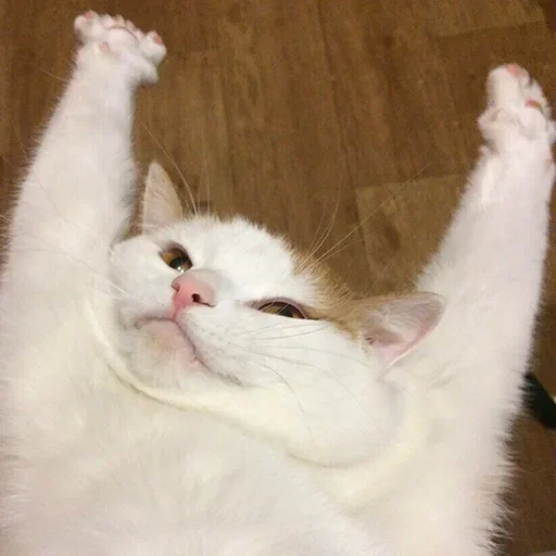 😺 Стикер «closticks14!» для Telegram