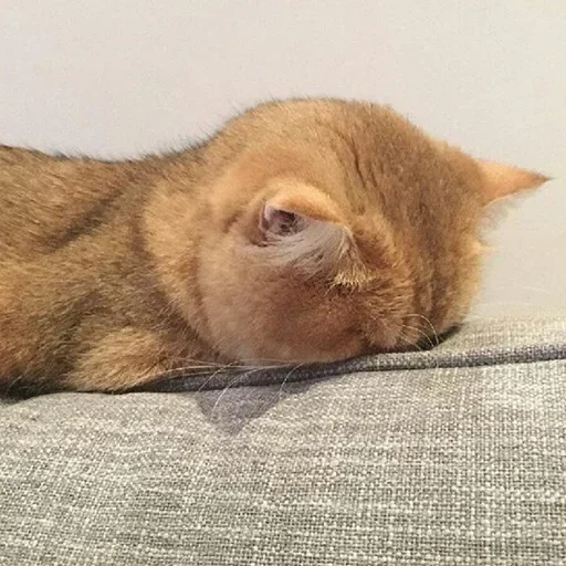 😺 Стикер «closticks14!» для Telegram