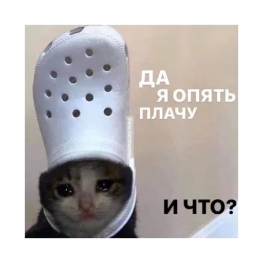 😺 Стикер «closticks14!» для Telegram