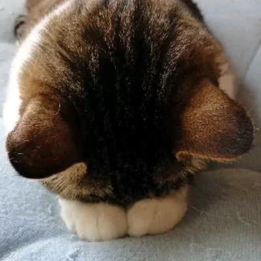 😺 Стикер «closticks14!» для Telegram