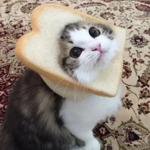 😺 Стикер «closticks14!» для Telegram