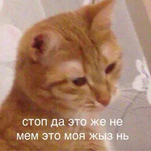 😺 Стикер «closticks14!» для Telegram
