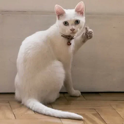 😺 Стикер «closticks14!» для Telegram