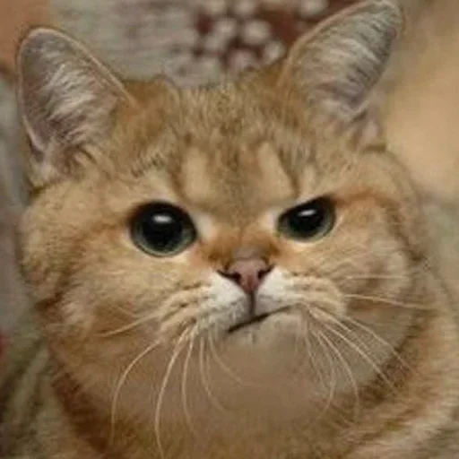 😺 Стикер «closticks14!» для Telegram