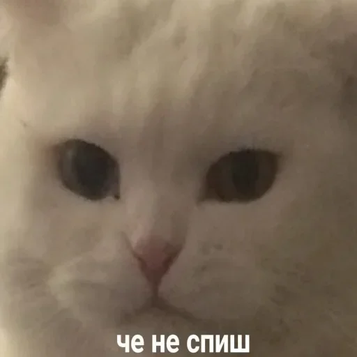 😺 Стикер «closticks14!» для Telegram