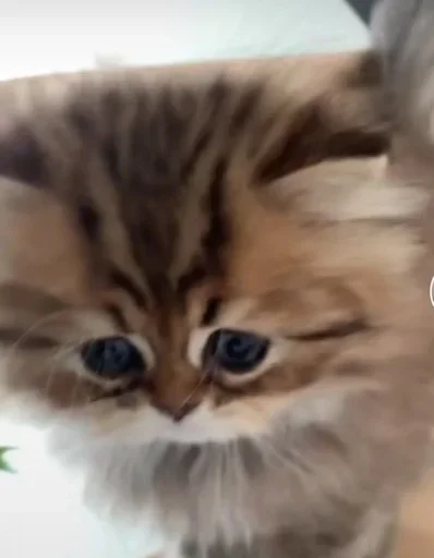 😺 Стикер «closticks16!» для Telegram