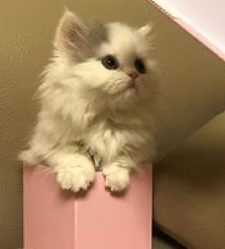 😺 Стикер «closticks16!» для Telegram