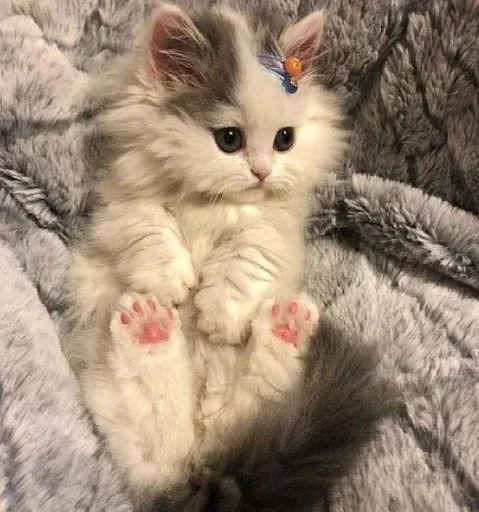 😺 Стикер «closticks16!» для Telegram