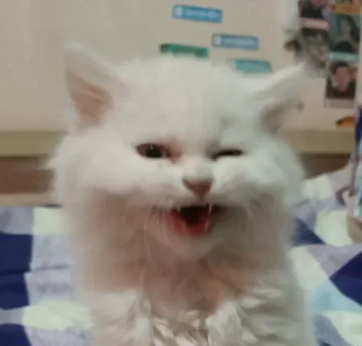 😺 Стикер «closticks16!» для Telegram