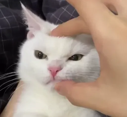 😺 Стикер «closticks16!» для Telegram