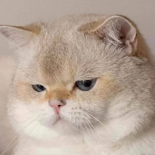 😺 Стикер «closticks16!» для Telegram
