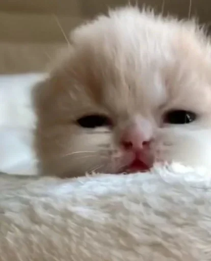 😺 Стикер «closticks16!» для Telegram