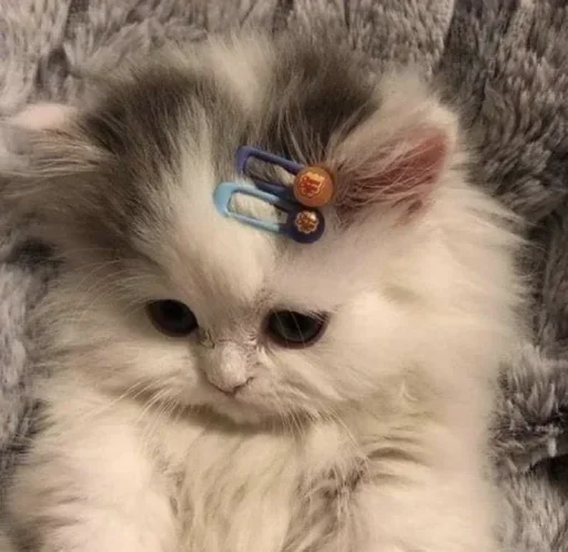 😺 Стикер «closticks16!» для Telegram