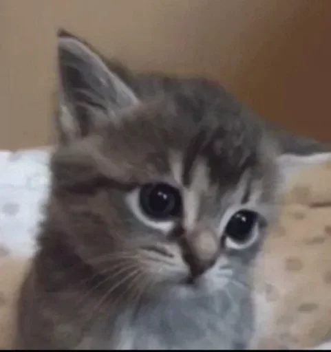 😺 Стикер «closticks16!» для Telegram