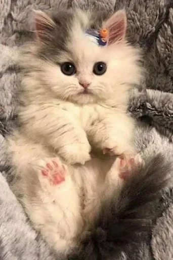 😺 Стикер «closticks16!» для Telegram