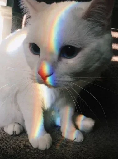 😺 Стикер «closticks16!» для Telegram