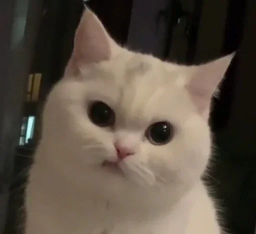 😺 Стикер «closticks16!» для Telegram